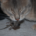 /album/clan-de-la-lune/chat-souris-6-gif/